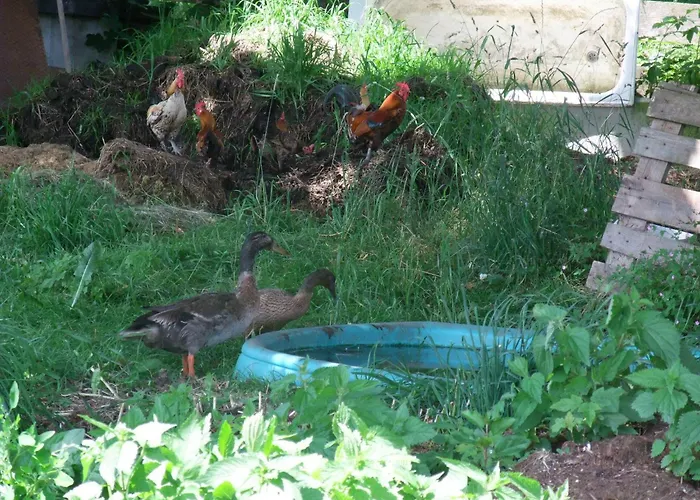 Knollhof Ramsau am Dachstein